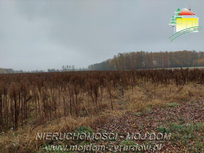 Polecamy działki w Miedniewicach - Miedniewice   -
Mazowieckie Zdjęcie nr 2