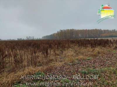 Polecamy działki w Miedniewicach - Miedniewice   -
Mazowieckie Zdjęcie nr 6