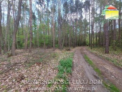 Kilka działek w Olszance powiat żyrardowski - Olszanka   -
Mazowieckie Zdjęcie nr 4