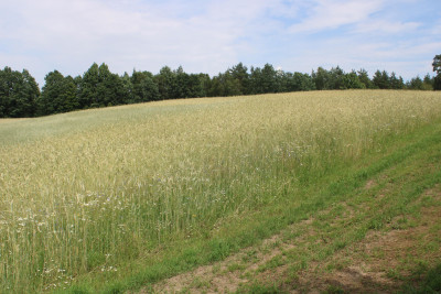 Piękne działki w Borowym Lesie na sprzedaż - Borowy Las   -
pomorskie