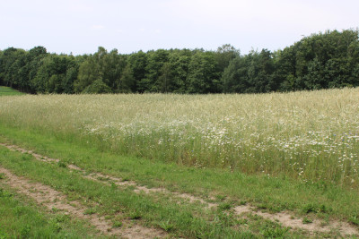 Piękne działki w Borowym Lesie na sprzedaż - Borowy Las   -
pomorskie Zdjęcie nr 3