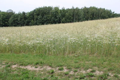 Piękne działki w Borowym Lesie na sprzedaż - Borowy Las   -
pomorskie Zdjęcie nr 4