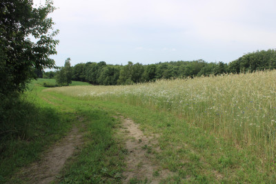Piękne działki w Borowym Lesie na sprzedaż - Borowy Las   -
pomorskie Zdjęcie nr 5