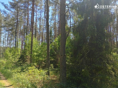 Udział w lesie 1453 ha-Gostomie gmina Kościerzyna - Gostomie  -
pomorskie Zdjęcie nr 2
