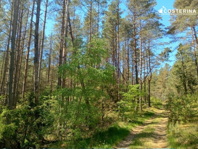 Udział w lesie 1453 ha-Gostomie gmina Kościerzyna - Gostomie  -
pomorskie Zdjęcie nr 3