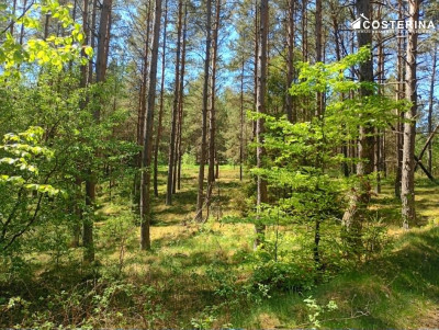 Udział w lesie 1453 ha-Gostomie gmina Kościerzyna - Gostomie  -
pomorskie Zdjęcie nr 4