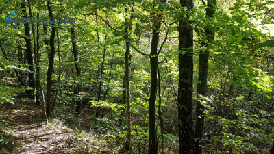 Działka rolno-budowlana - Gołubie   -
pomorskie Zdjęcie nr 6