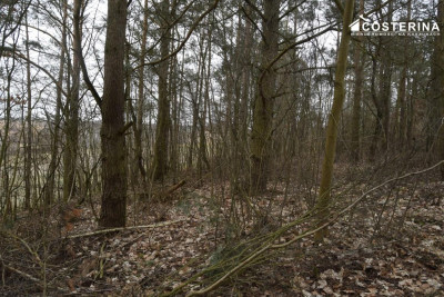Działka nad Jeziorem Polaszkowskim inwestycja w naturę i spokój - Równe   -
pomorskie Zdjęcie nr 12