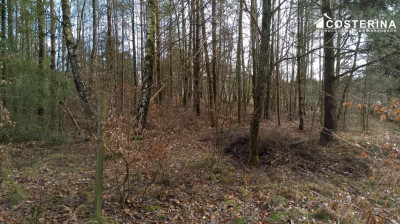 Działka budowlana - Gołubie   -
pomorskie Zdjęcie nr 2