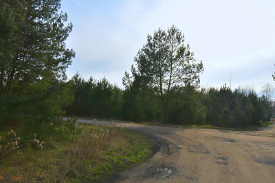 Piękna działka blisko lasu Miłoszyce - Miłoszyce  -
dolnośląskie Zdjęcie nr 6