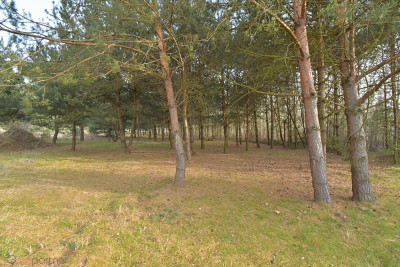 Piękna działka blisko lasu Miłoszyce - Miłoszyce  -
dolnośląskie Zdjęcie nr 4
