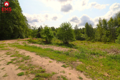 Działka w środku lasu - Płaska  -
PODLASKIE Zdjęcie nr 4