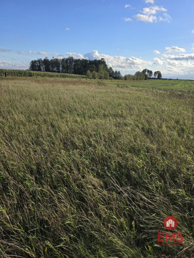 Działak budowlana blisko Narwi - Pajewo  -
Podlaskie Zdjęcie nr 4