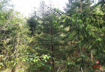 Działka idealna na domek - Jankowo-Młodzianowo  -
Podlaskie Zdjęcie nr 2