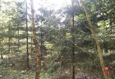 Działka idealna na domek - Jankowo-Młodzianowo  -
Podlaskie Zdjęcie nr 3