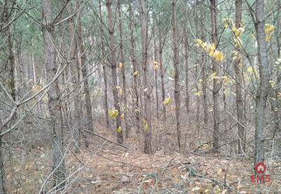 Działka idealna na domek - Jankowo-Młodzianowo  -
Podlaskie Zdjęcie nr 4