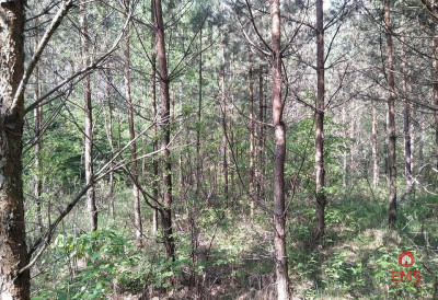 Działka idealna na domek - Jankowo-Młodzianowo  -
Podlaskie Zdjęcie nr 5