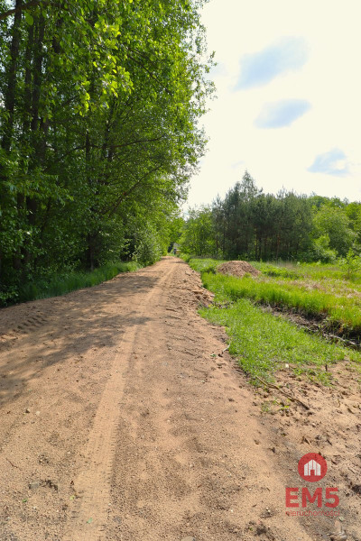 Działka w środku lasu - Płaska  -
Podlaskie Zdjęcie nr 2