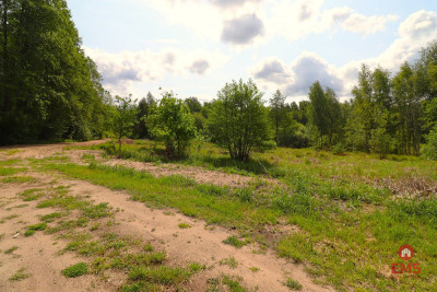 Działka w środku lasu - Płaska  -
Podlaskie Zdjęcie nr 4