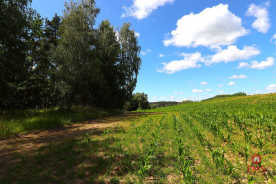 Działka budowlana na Mazurach Rożyńsk Wielki - Rożyńsk Wielki  -
Warmińsko-Mazurskie Zdjęcie nr 12