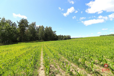 Działka budowlana na Mazurach Rożyńsk Wielki - Rożyńsk Wielki  -
Warmińsko-Mazurskie Zdjęcie nr 6