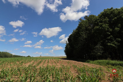 Działka budowlana na Mazurach Rożyńsk Wielki - Rożyńsk Wielki  -
Warmińsko-Mazurskie Zdjęcie nr 14