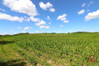 Działka budowlana na Mazurach Rożyńsk Wielki - Rożyńsk Wielki  -
Warmińsko-Mazurskie Zdjęcie nr 3
