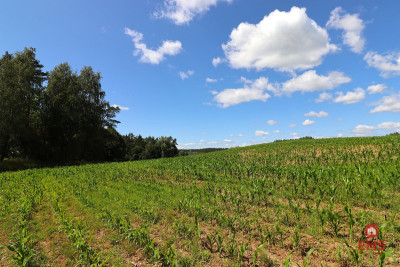 Działka budowlana na Mazurach Rożyńsk Wielki - Rożyńsk Wielki  -
Warmińsko-Mazurskie Zdjęcie nr 10
