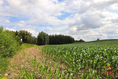 Działka budowlana na Mazurach Rożyńsk Wielki - Rożyńsk Wielki  -
Warmińsko-Mazurskie Zdjęcie nr 13