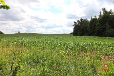 Działka na Mazurach blisko jeziora - Rożyńsk Wielki  -
Warmińsko-Mazurskie Zdjęcie nr 6