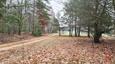 Działka 1743 m2 Pieńki - Pieńki  -
Podlaskie Zdjęcie nr 5