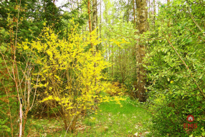 Działka rekreacyjno-budowlana 08 ha pod miastem - Rafałówka  -
Podlaskie Zdjęcie nr 5