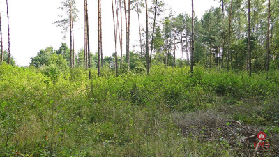 Budowlano - rolna 104 ha Pod miastem - Zalesiany  -
Podlaskie Zdjęcie nr 5