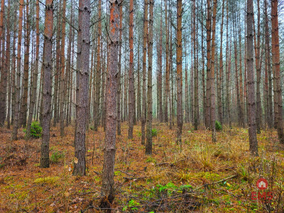 Zadbane działki leśne - Dubicze Cerkiewne  - Podlaskie