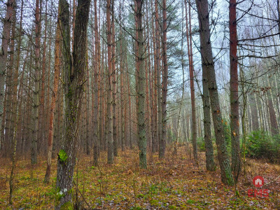 Zadbane działki leśne - Dubicze Cerkiewne  -
Podlaskie Zdjęcie nr 4