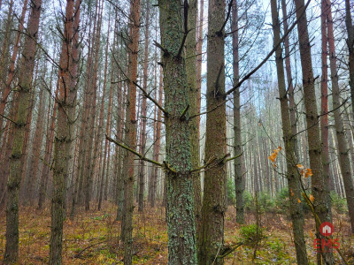 Zadbane działki leśne - Dubicze Cerkiewne  -
Podlaskie Zdjęcie nr 5