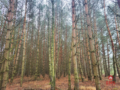 Zadbane działki leśne - Dubicze Cerkiewne  -
Podlaskie Zdjęcie nr 7