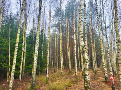 Zadbane działki leśne - Dubicze Cerkiewne  -
Podlaskie Zdjęcie nr 8
