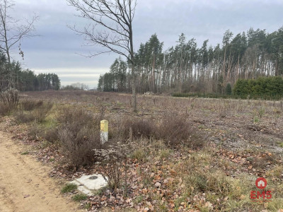 Działka pod lasem blisko Białegostoku - Skrybicze  -
Podlaskie Zdjęcie nr 6