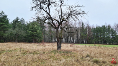 Działka 1900 m2 Pieńki - Pieńki  -
Podlaskie Zdjęcie nr 5