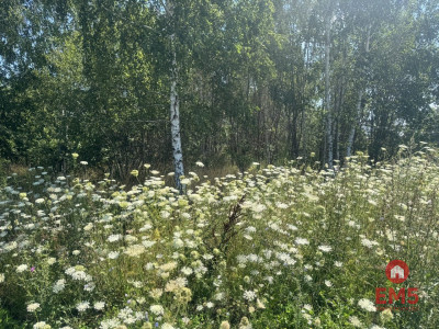 Działka W Halickie - Halickie  -
Podlaskie Zdjęcie nr 5
