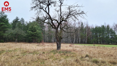 Działka 1911 Pieńki - Pieńki  -
PODLASKIE Zdjęcie nr 8
