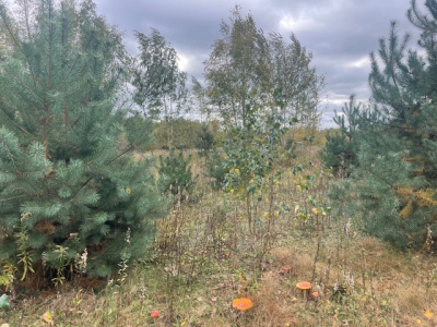 Działka budowlana Barcice Drwalewskie , gmina Chynów, powiat Grójec pow. 0,1034 ha -
Mazowieckie Zdjęcie nr 10