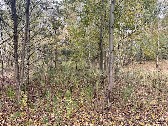 Działka budowlana Barcice Drwalewskie , gmina Chynów, powiat Grójec pow. 0,1108 ha -
Mazowieckie Zdjęcie nr 1