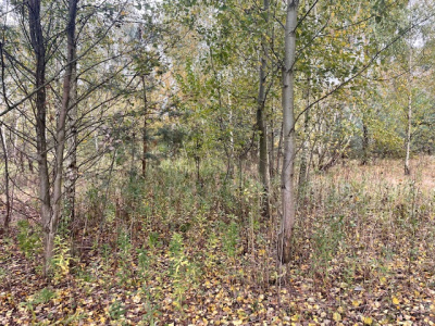 Działka budowlana Barcice Drwalewskie , gmina Chynów, powiat Grójec pow. 0,1097 ha - Mazowieckie