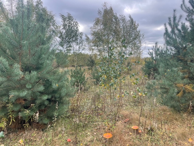 Działka budowlana Barcice Drwalewskie , gmina Chynów, powiat Grójec pow. 0,0012 ha -
Mazowieckie Zdjęcie nr 1
