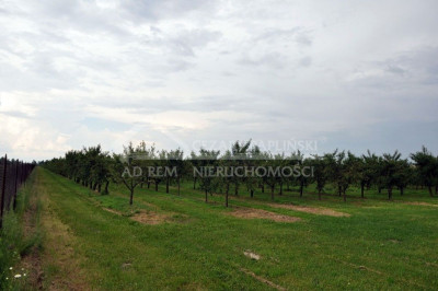 Na sprzedaż działka budowlana - Sławacinek Nowy -
lubelskie Zdjęcie nr 4