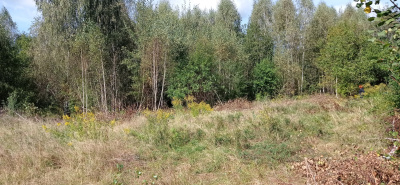 Działka nad jeziorem Pile w województwie zachodniopomorskim -
zachodniopomorskie Zdjęcie nr 5