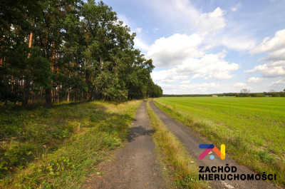 Na sprzedaż działka rekreacyjna - Karszyn -
lubuskie Zdjęcie nr 5