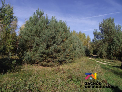 Na sprzedaż działka budowlana - Radomia -
lubuskie Zdjęcie nr 8